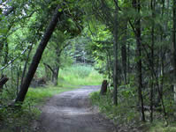 The Veterans Hiking Trail is dedicated to Jodi's (Towering Pines Resort)  grandfathers!  This walking/hiking trail leads through wooded areas & out over wetlands.  Discover the unique plants and unusual sounds a wetland offers.  At the end of the wooden walkway, take a moment to sit on the meditation bench for some quiet reflection.  The Veterans Walking trail is approximately 3 miles from our resort.  